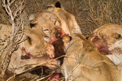 Lions at Cape buffalo kill