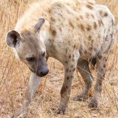 Spotted hyaena