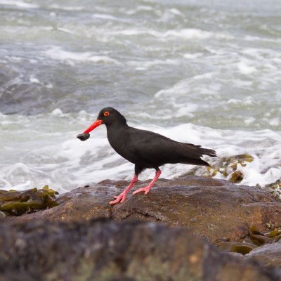 Namibian Oystercatcher with mussel