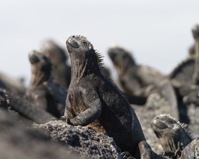 Galapagos1-14.jpg
