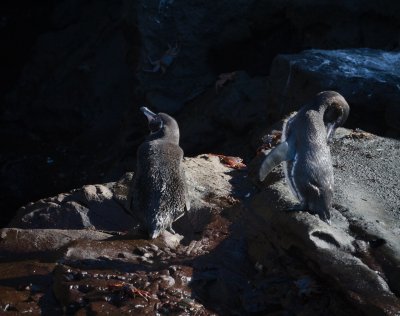 Galapagos1-20.jpg