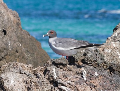 Galapagos1-29.jpg