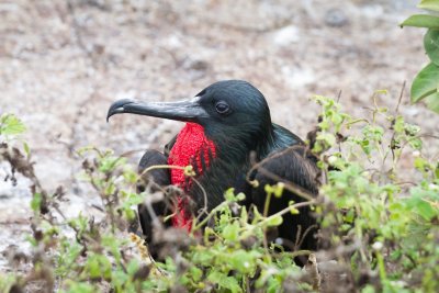 Galapagos1-37.jpg