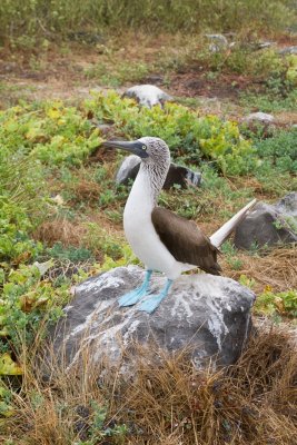 Galapagos1-57.jpg