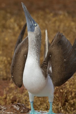 Galapagos1-60.jpg