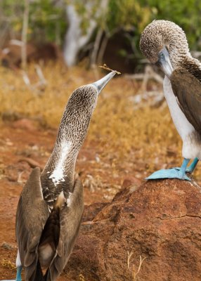 Galapagos1-62.jpg