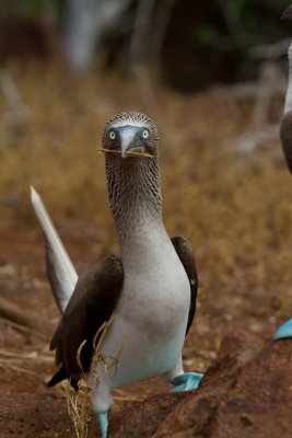 Galapagos1-63.jpg
