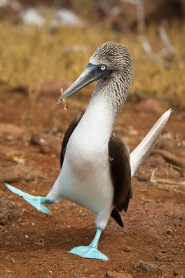 Galapagos1-64.jpg