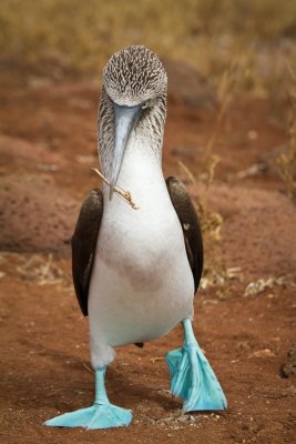 Galapagos1-65.jpg