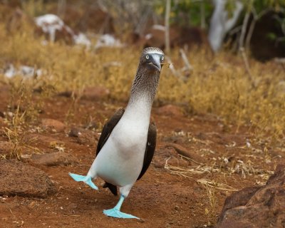 Galapagos1-66.jpg