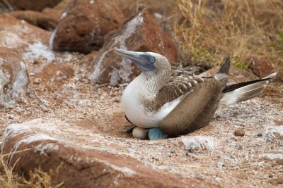 Galapagos1-72.jpg