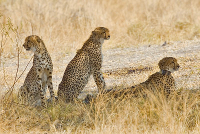 cheetahs