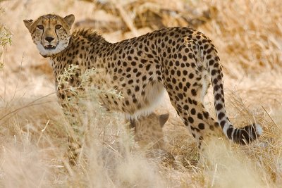 SM-Cheetah-8474.jpg