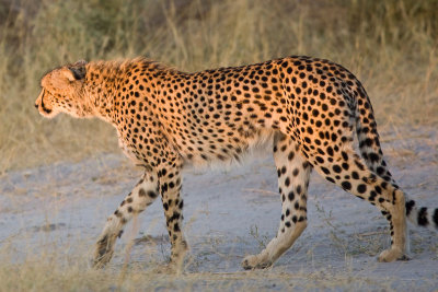 SM-Cheetah-8586.jpg
