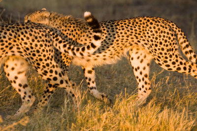 SM-Cheetah-8599.jpg