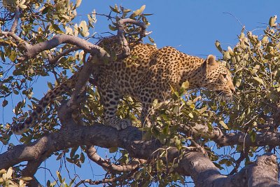 SM-Leopard-9396.jpg