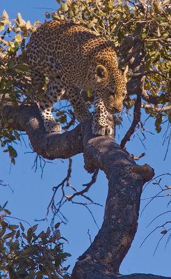 SM-Leopard-9397.jpg