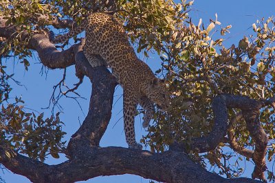 SM-Leopard-9398.jpg
