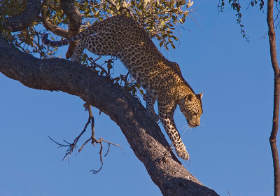 SM-Leopard-9400.jpg