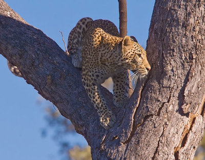 SM-Leopard-9402.jpg