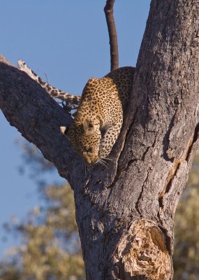 SM-Leopard-9403.jpg