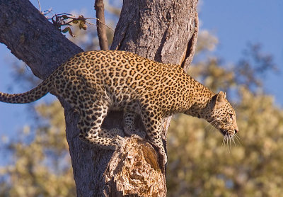 SM-Leopard-9404.jpg