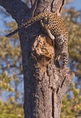 SM-Leopard-9405.jpg