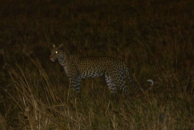 SM-Leopard0472.jpg