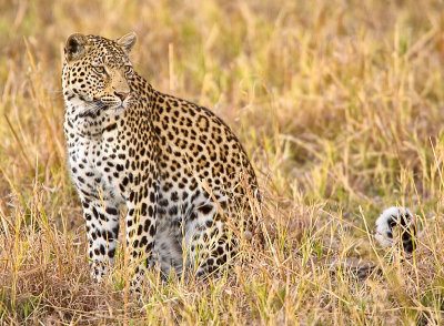 SM-TwilightLeopard-9181.jpg