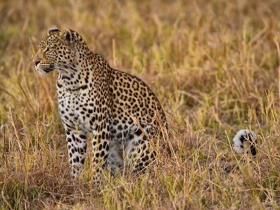SM-TwilightLeopard-9183.jpg