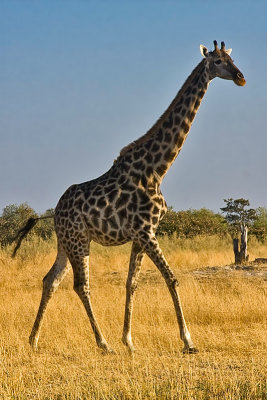 SM-Giraffe-0122.jpg