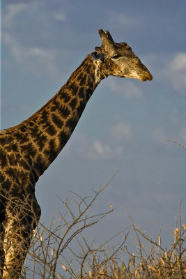 SM-Giraffe-8237.jpg