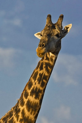SM-Giraffe-8241.jpg
