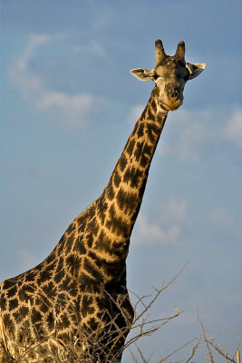 SM-Giraffe-8244.jpg