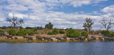 elephants