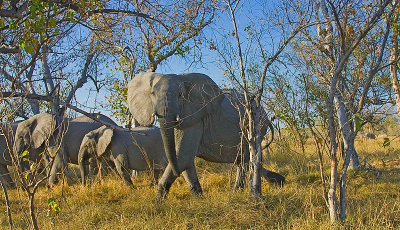SM-Elephants-0103.jpg