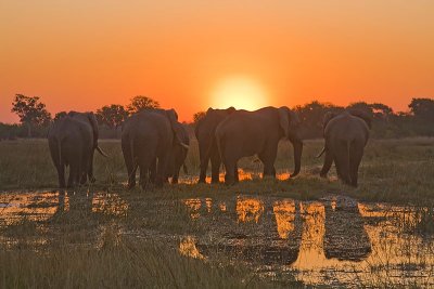 SM-Elephants-0359.jpg