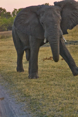 SM-Elephants-0361.jpg