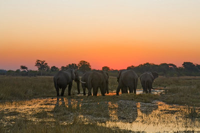 SM-Elephants-0377.jpg