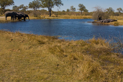 SM-Elephants-0450.jpg