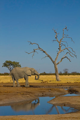 SM-Elephants-0493.jpg
