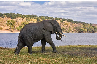 SM-Elephants-0570.jpg