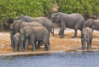 SM-Elephants-0587.jpg