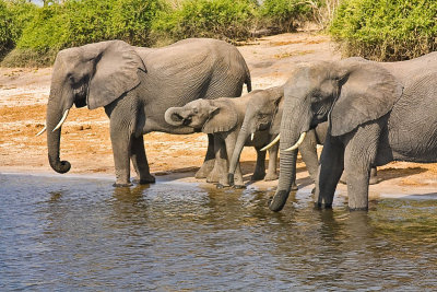 SM-Elephants-0593.jpg