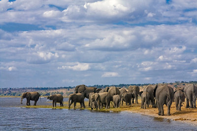 SM-Elephants-0595.jpg