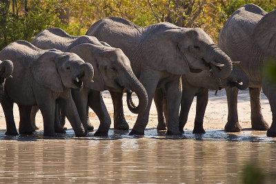 SM-Elephants-8170.jpg