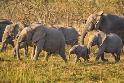 SM-Elephants-8486.jpg