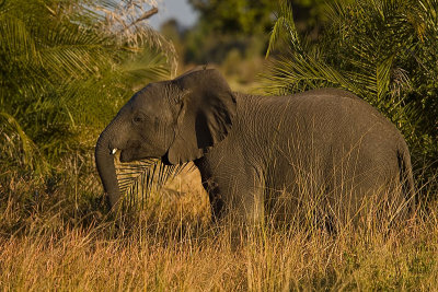 SM-Elephants-8730.jpg