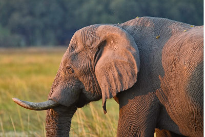 SM-Elephants-8869.jpg