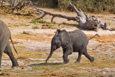 SM-Elephants-9489.jpg